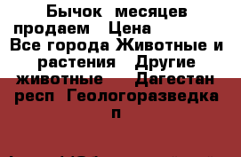 Бычок 6месяцев продаем › Цена ­ 20 000 - Все города Животные и растения » Другие животные   . Дагестан респ.,Геологоразведка п.